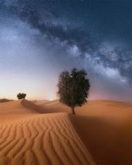 Milky way tree under the stars